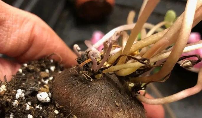 仙客来的繁殖方法（掌握仙客来繁殖技巧，让你的花园充满生机）