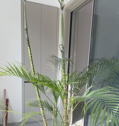 散尾葵叶子发蔫的原因及补救方法（散尾葵爱好者必看！如何拯救发蔫的叶子）