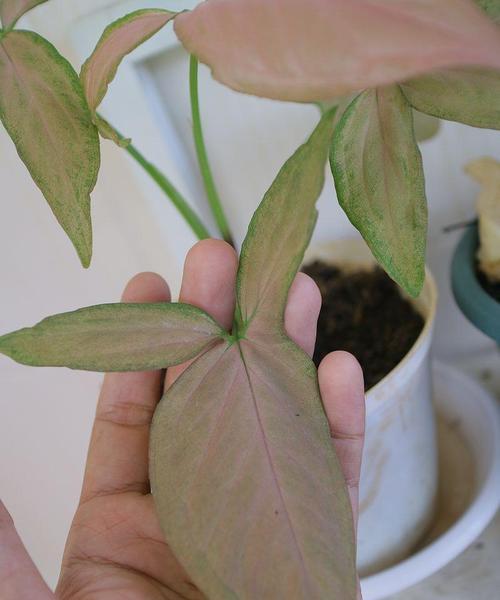 室内植物叶尖干枯怎么办？（针对不同的原因，让你的植物重获生机！）
