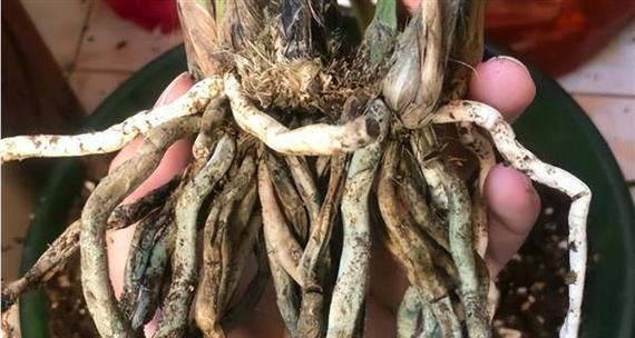 室内植物叶尖干枯怎么办？（针对不同的原因，让你的植物重获生机！）