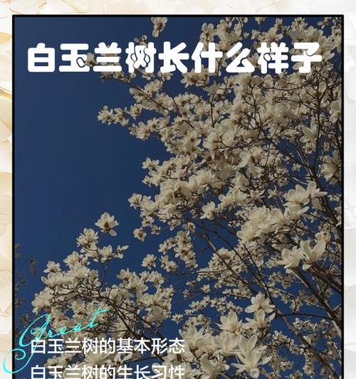 白玉兰的养殖技巧（了解白玉兰的养护要点，让你的花园更美丽）