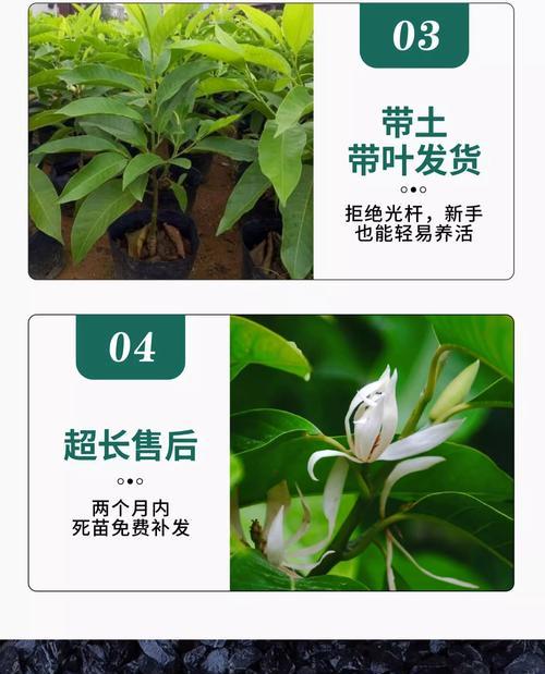 白玉兰的养殖技巧（了解白玉兰的养护要点，让你的花园更美丽）
