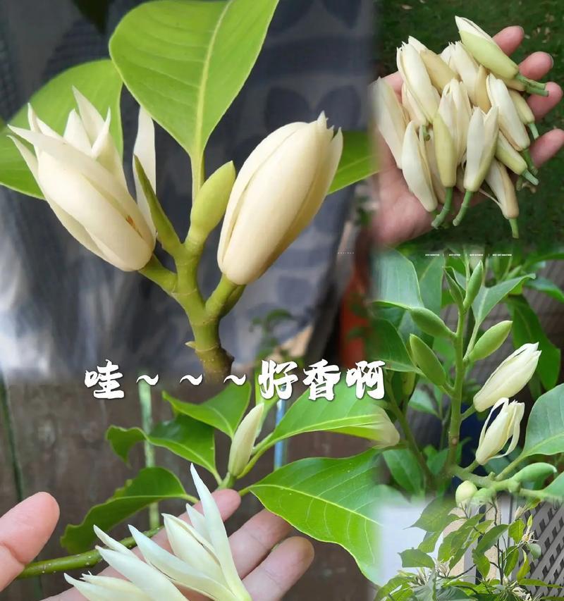 白玉兰的养殖技巧（了解白玉兰的养护要点，让你的花园更美丽）