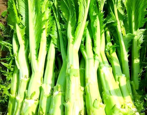 棒菜又叫什么名字？（解密棒菜的多重称谓）