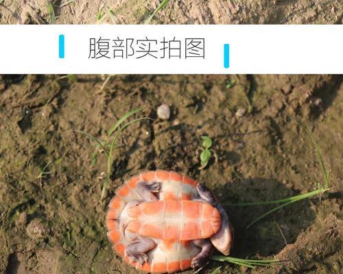 乌龟粪便（可持续发展的双赢方案）