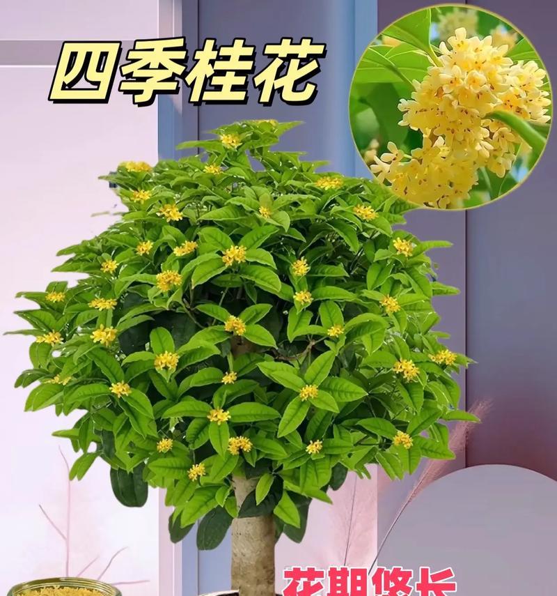 如何科学浇水养护你的桂花树（桂花树的养护，关键在于掌握浇水频率和方法）