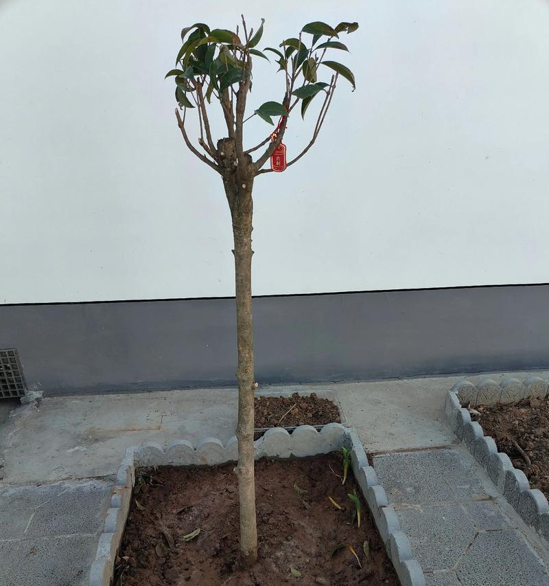 如何科学浇水养护你的桂花树（桂花树的养护，关键在于掌握浇水频率和方法）