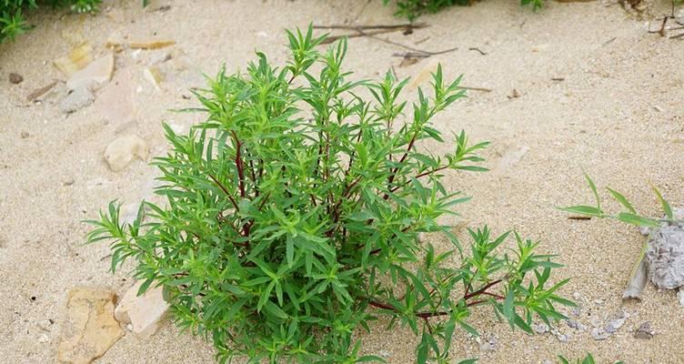 地肤是多年生植物（探究地肤的生长特点及其重要价值）