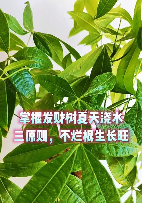如何正确浇水养护发财树？（注意事项和关键技巧让你轻松拥有茂盛的发财树）