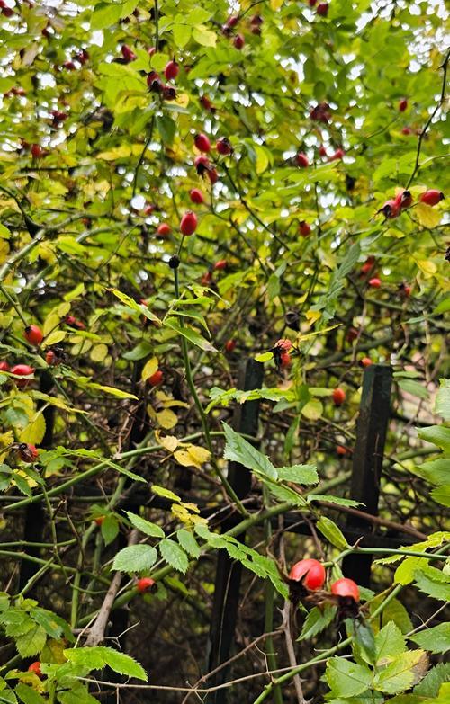 种植山楂树在院子里的好处（打造绿色庭院，增加健康元素）