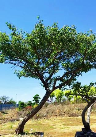 种植山楂树在院子里的好处（打造绿色庭院，增加健康元素）