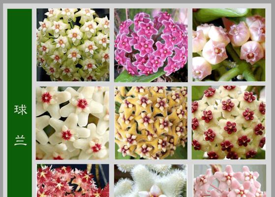 莲子可否作为种子种植？（探究莲子的种植特性以及适宜条件）
