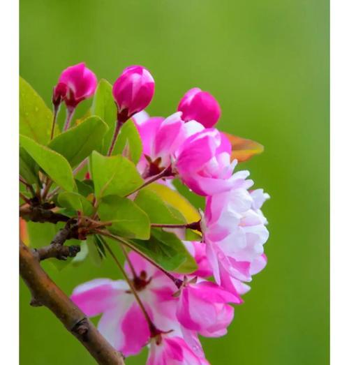 金桂花的花期及花语（探究金桂花绚烂花期，解读花开意义）