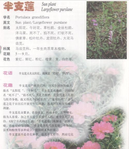 金桂花的花期及花语（探究金桂花绚烂花期，解读花开意义）