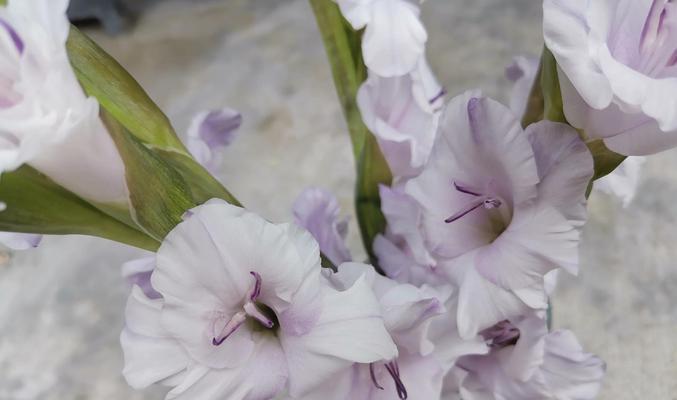 金桂花的花期及花语（探究金桂花绚烂花期，解读花开意义）