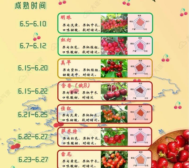 樱桃成熟的时间和过程（了解樱桃成熟的周期和要点，让你更懂果树生长）