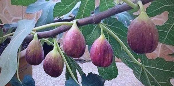 无花果落果的原因剖析（探究无花果产量下降的因素及解决办法）