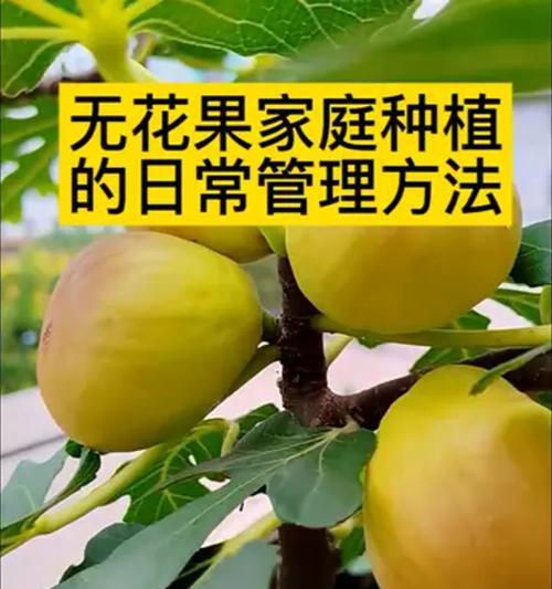 无花果落果的原因剖析（探究无花果产量下降的因素及解决办法）