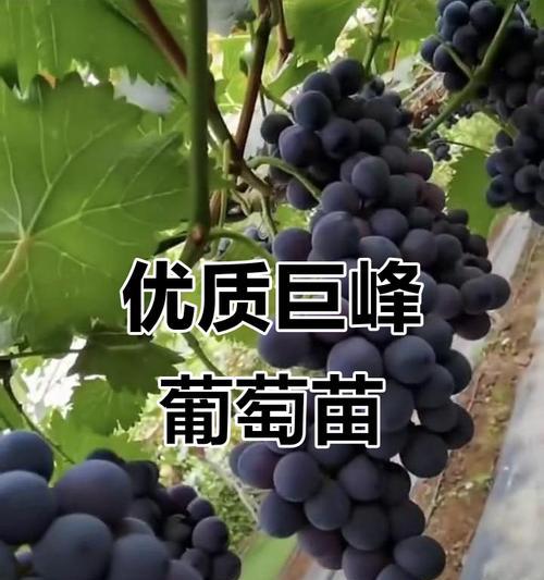 巨峰葡萄的开花和结果时间（巨峰葡萄的生长周期、开花时间、结果时间和关键因素）