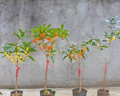 探究丹桂花的开放时间（从花期长短、气候影响等方面了解丹桂花开放的规律）