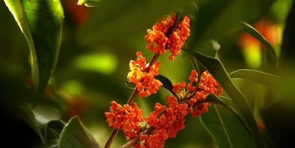 探究丹桂花的开放时间（从花期长短、气候影响等方面了解丹桂花开放的规律）