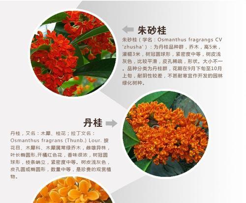 探究丹桂花的开放时间（从花期长短、气候影响等方面了解丹桂花开放的规律）