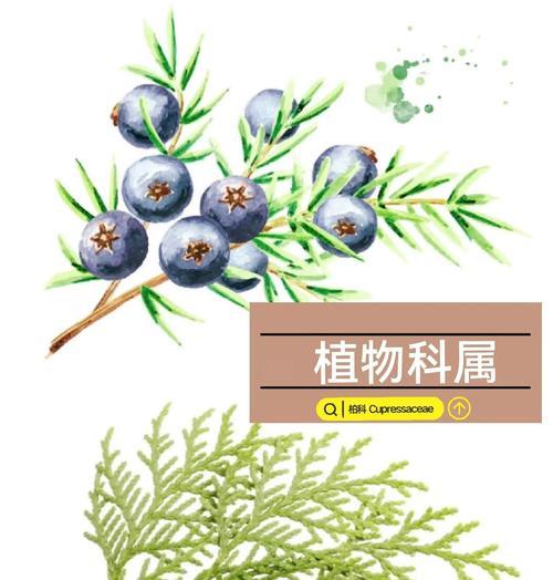 了解柏科植物的分类、特征与应用（了解柏科植物的分类、特征与应用）