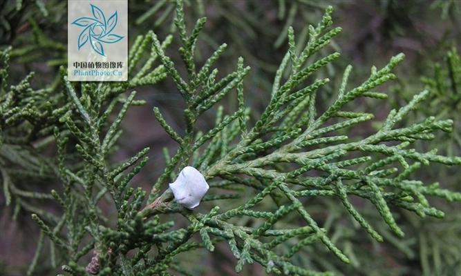 了解柏科植物的分类、特征与应用（了解柏科植物的分类、特征与应用）