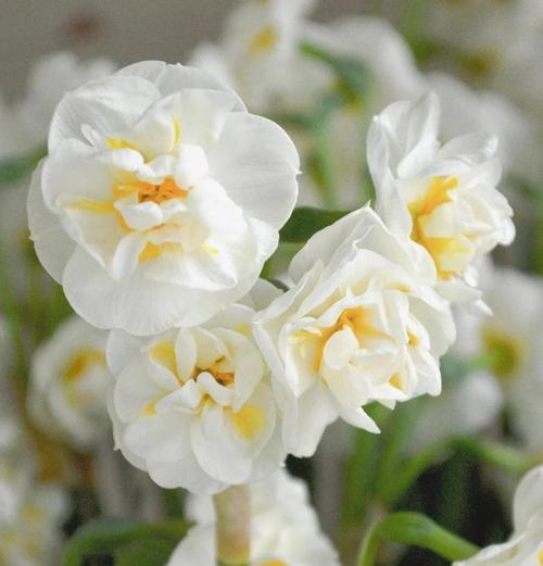 鹤望兰开花时间及花期长短详解（探究鹤望兰花期的各种可能与重要性）