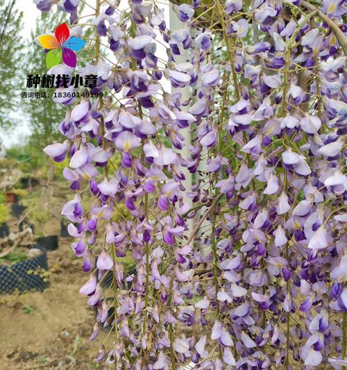 适应寒冷气候的藤本花卉大盘点（探究特别耐寒的藤本花卉品种和生长条件）
