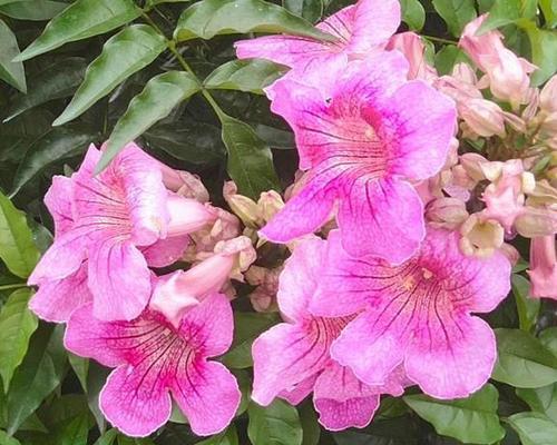 适应寒冷气候的藤本花卉大盘点（探究特别耐寒的藤本花卉品种和生长条件）