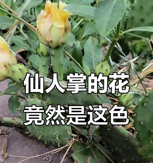 仙人掌开花的奇妙世界（颜色、样子、与繁殖的秘密）
