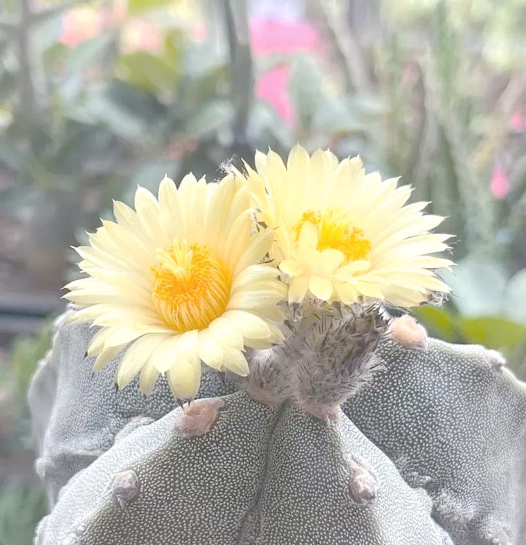 仙人掌开花的奇妙世界（颜色、样子、与繁殖的秘密）
