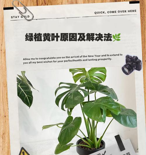 多肉植物叶片发黄的原因及处理方法（诊断与调理，让多肉健康成长）