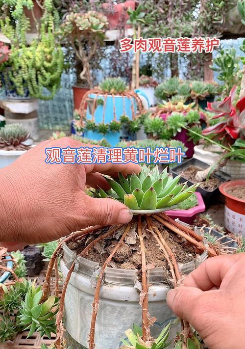 多肉植物叶片发黄的原因及处理方法（诊断与调理，让多肉健康成长）