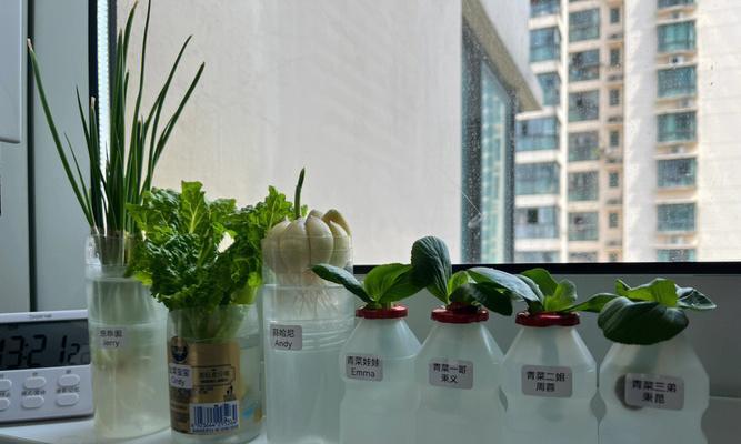 厨房里这些植物不仅美观还有实用价值！（厨房中适合种植的植物，让你的厨房变得更加生机勃勃！）