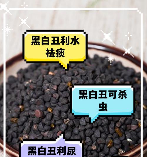 牵牛子的功效与作用详解（探究牵牛子的药用价值，了解其健康功效和应用范围）