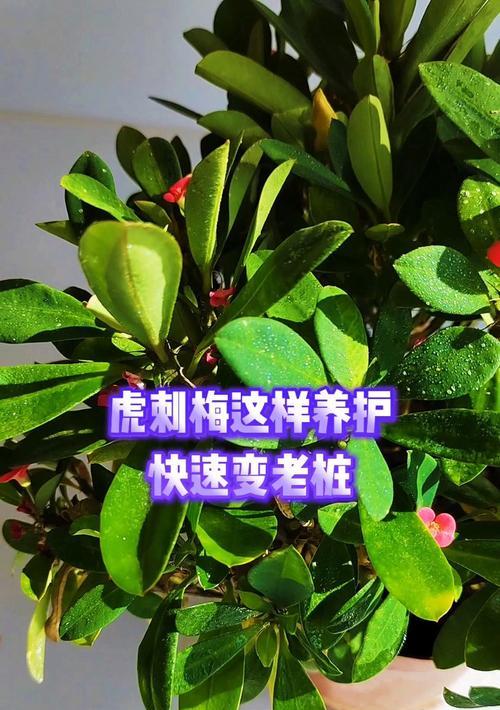 刺梅家庭养护指南（关爱刺梅，让你家充满芳香）