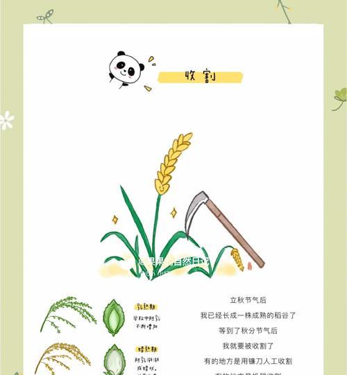 如何保存稻子种子（从收割到保存，让你轻松留下优质种子）