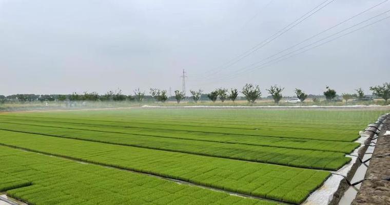 如何保存稻子种子（从收割到保存，让你轻松留下优质种子）