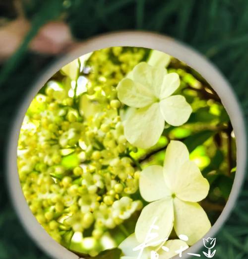 琼花的花语（揭开琼花的花语之谜，以及其代表的15种含义）