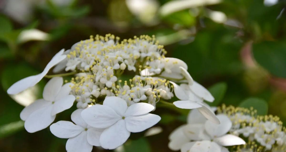 琼花的花语（揭开琼花的花语之谜，以及其代表的15种含义）