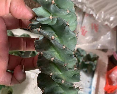 探秘仙人掌世界（了解仙人掌的品种与特点）