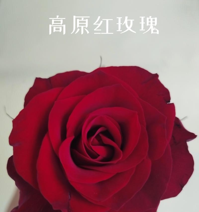 玫瑰花的浇水周期是多久？（善待你的玫瑰花——正确的浇水方法）