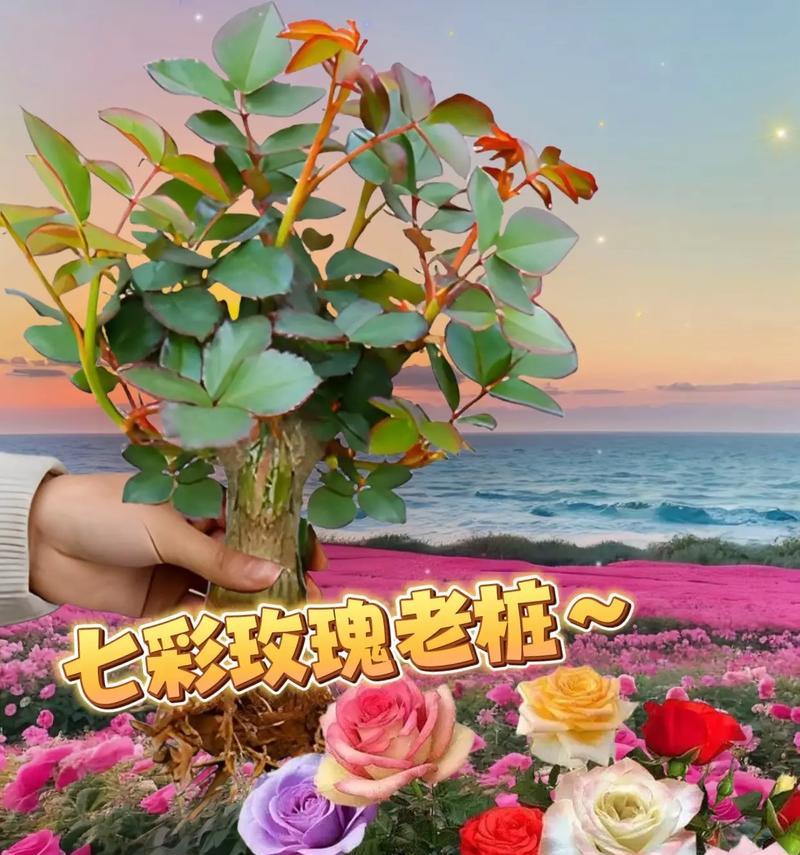 玫瑰花的浇水周期是多久？（善待你的玫瑰花——正确的浇水方法）
