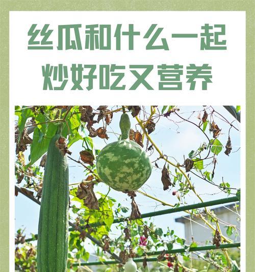 可以放冰箱吗？丝瓜的储存方法详解（如何保存新鲜丝瓜？丝瓜的保鲜秘籍大揭秘！）