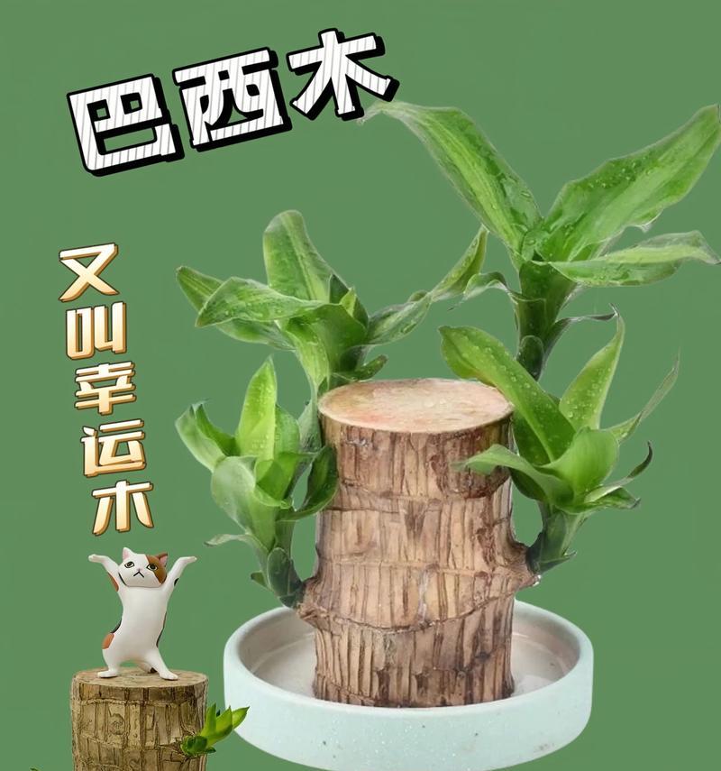探秘巴西木花语（从花语和寓意解读木花之美）