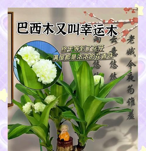 探秘巴西木花语（从花语和寓意解读木花之美）