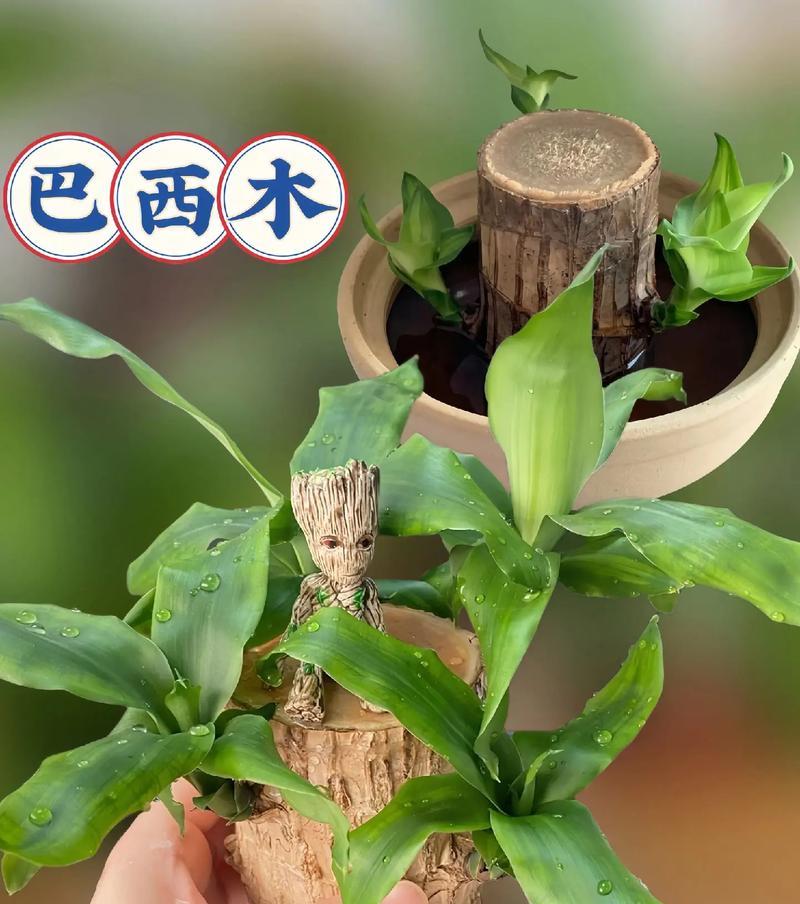 探秘巴西木花语（从花语和寓意解读木花之美）