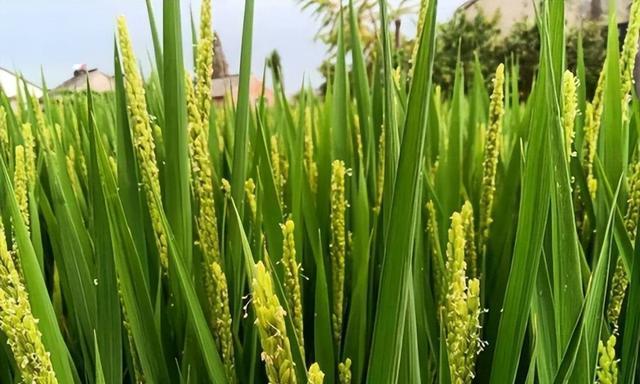 水稻开花的过程和特点（了解水稻花期和花型，解析其开花机制）